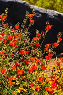 Anza Borrego Wildflowers-9569.jpg